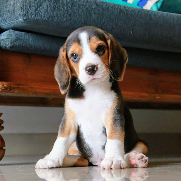 Beagle Puppy for Sale in Delhi