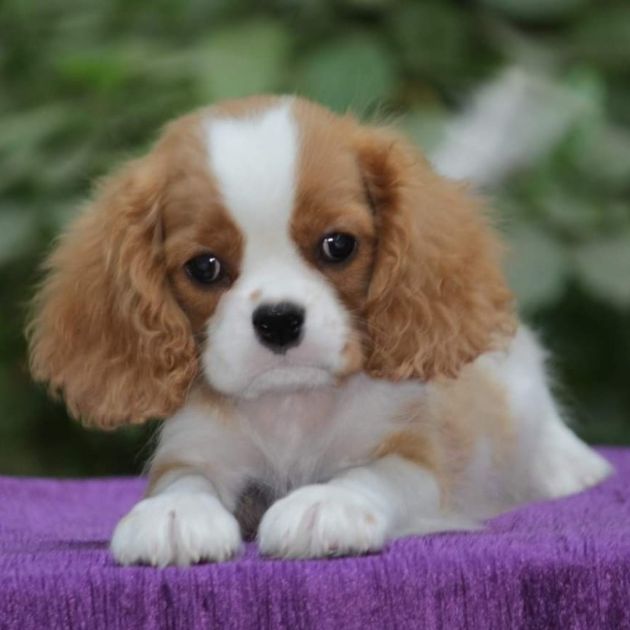 Cavalier King Charles puppies for sale in Delhi