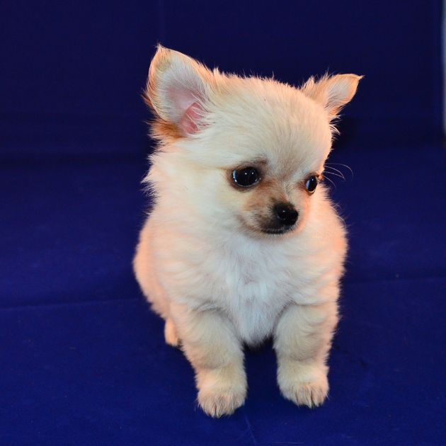 Chihuahua puppies for sale in Delhi