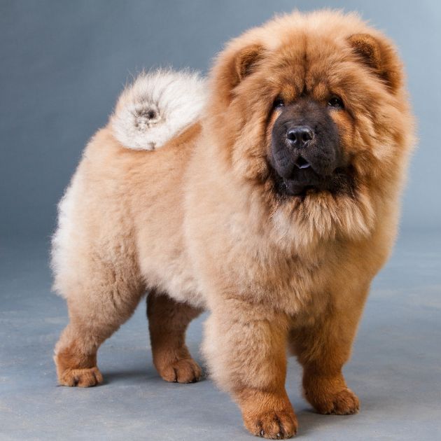 Chow Chow puppies for sale in Delhi
