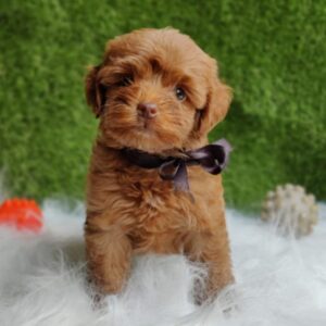 Toy Poodle puppies for sale in Delhi