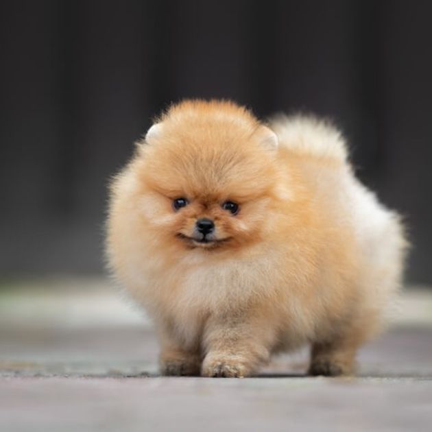 Toy pom puppies for sale in Delhi
